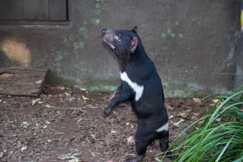 tasmanian-devil