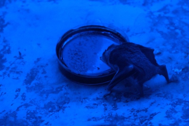 vampire-bat vampire-bat