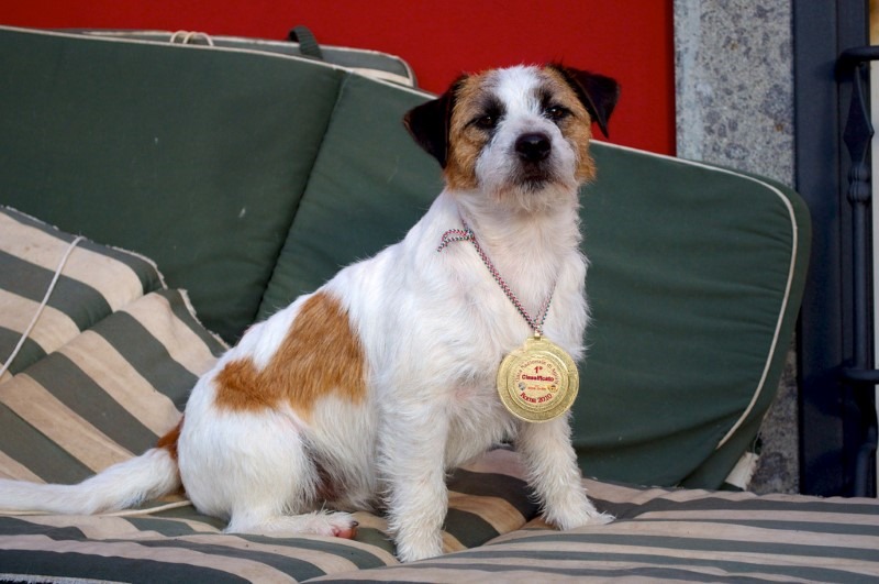 winning-dog