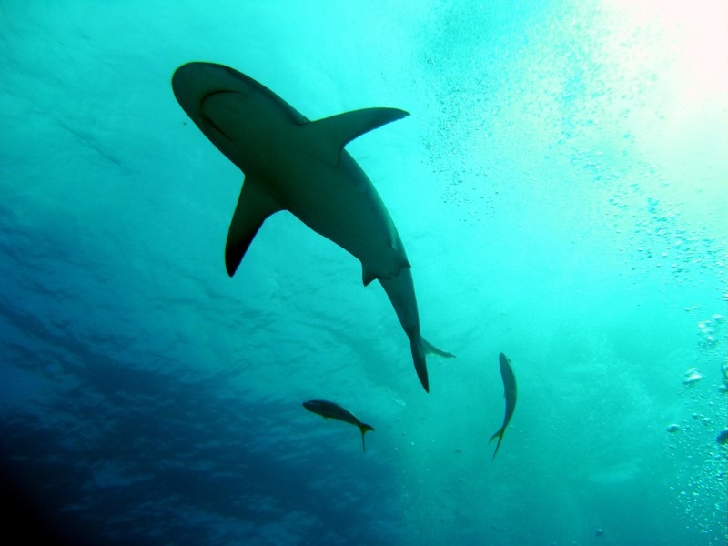 reef-shark