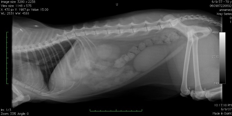 xray