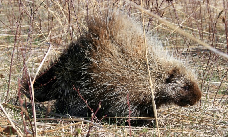 4-porcupine porcupine