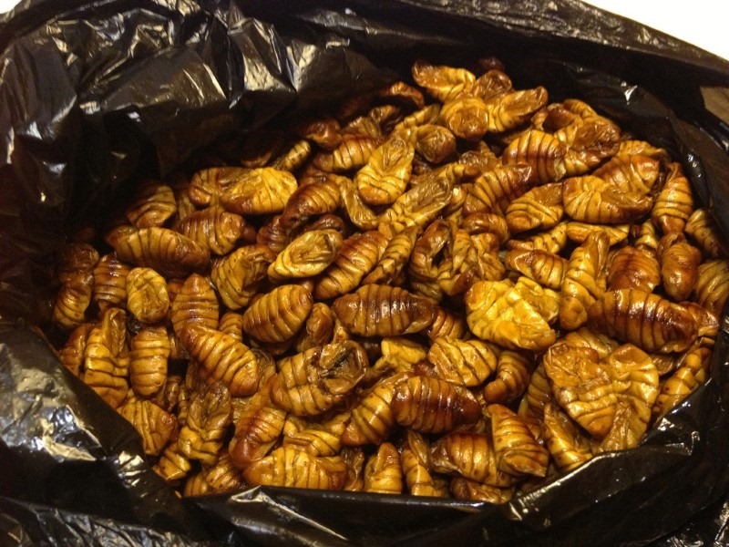 silk-worm-pupae