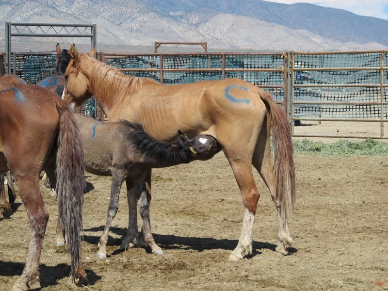 horse-milk