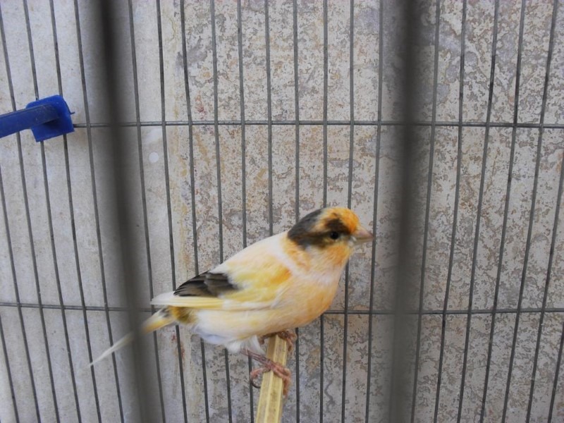 bird-in-cage