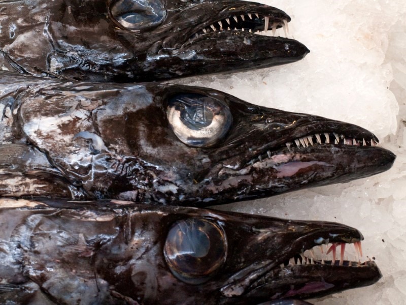 fish heads