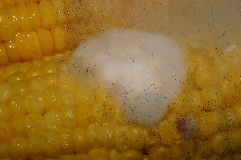 6-moldy-corn moldy-corn