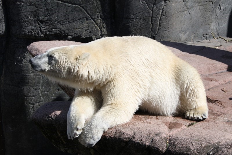 polar-bear