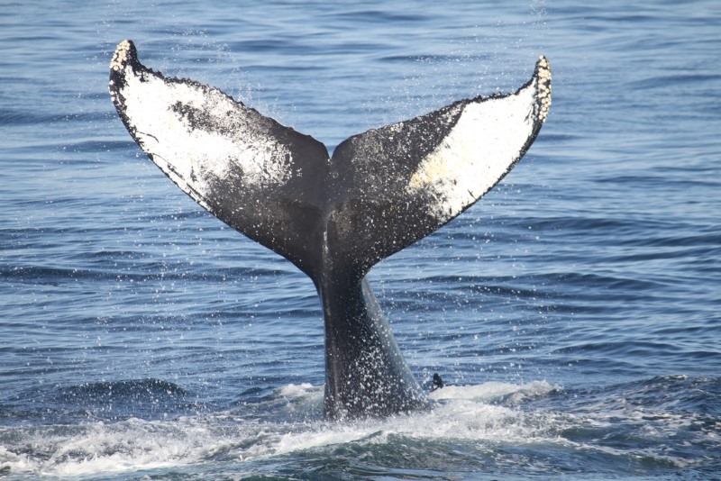 whale-tail