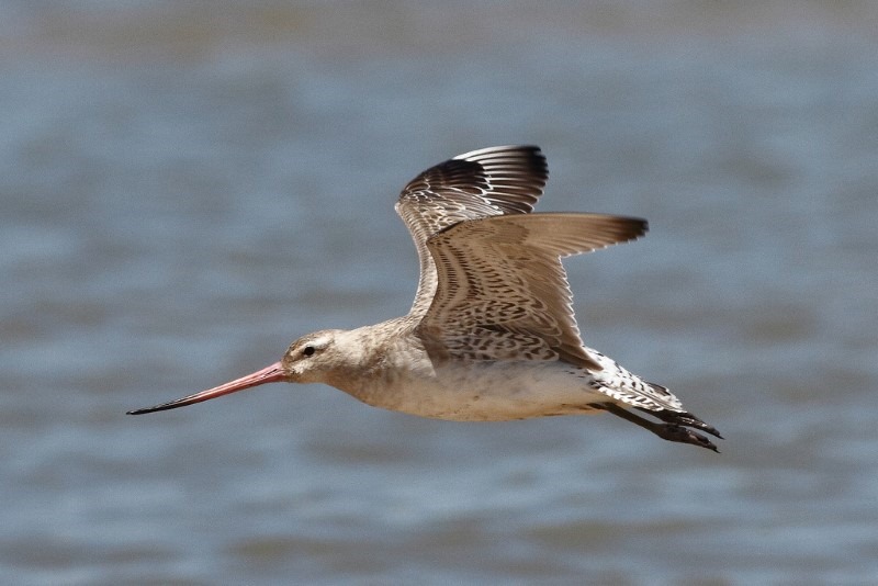 godwit