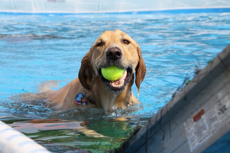 dog-tricks