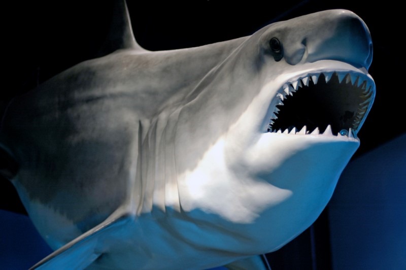great-white-shark