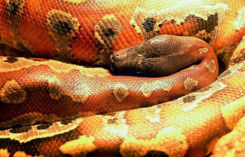 large-snake