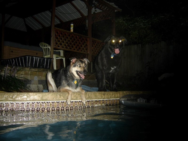 night-dogs