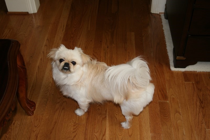 pekingese