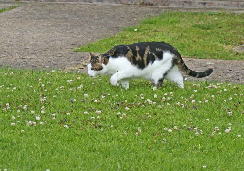 Prowling