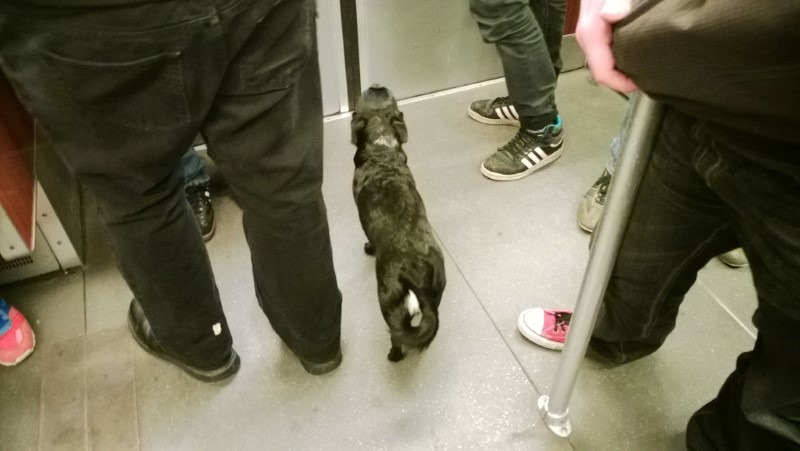 subway-dog