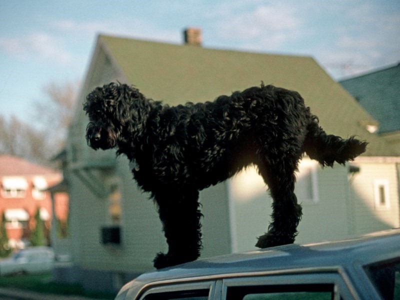 dog-on-roof