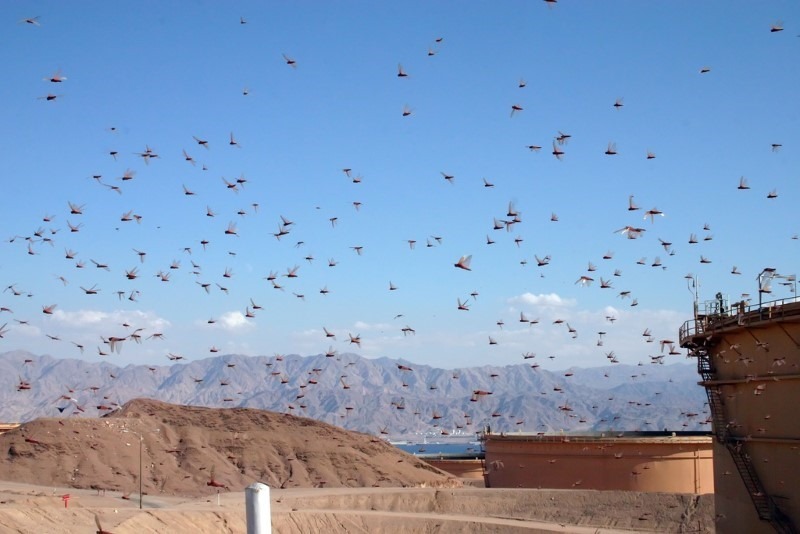 10-attack-of-locusts attack-of-locusts