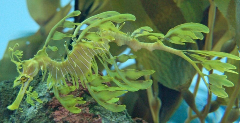 leafy-sea-dragon