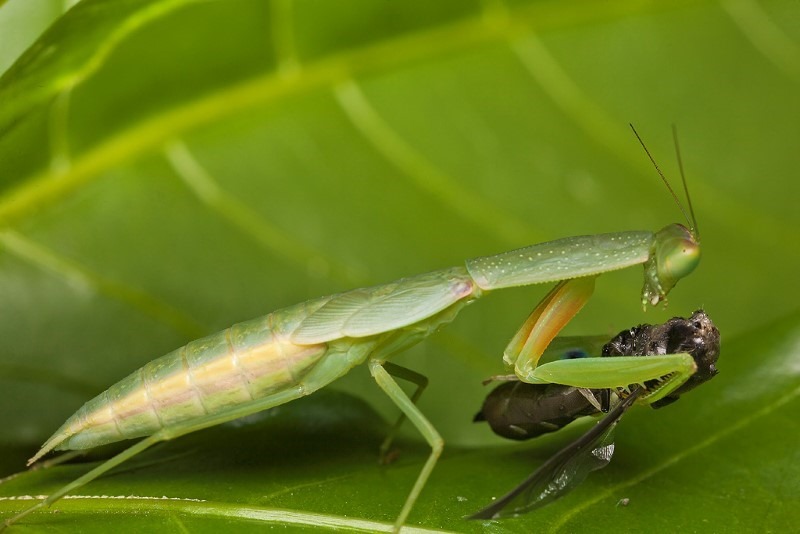 praying-mantis-dinner