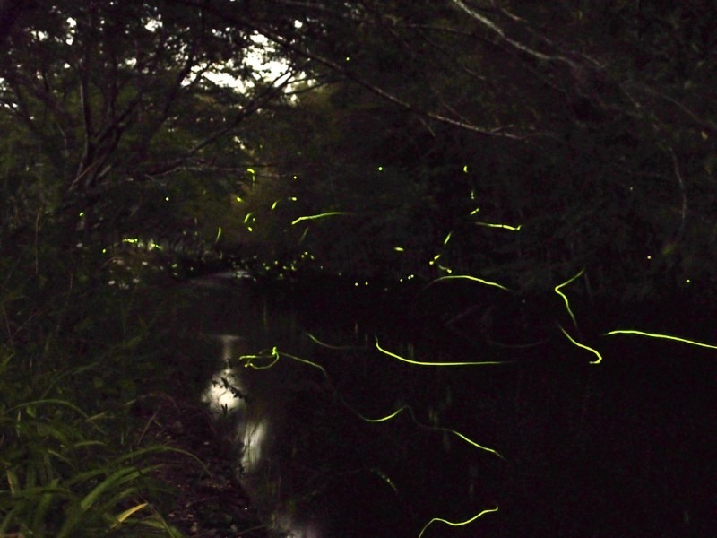 11-fireflies fireflies