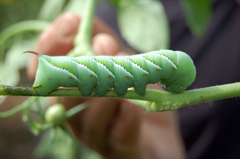 hornworm-caterpillar