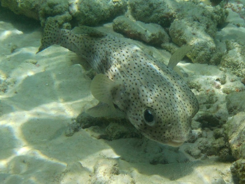 boxfish