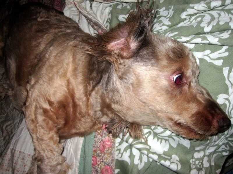 2-crazy-dog crazy-dog