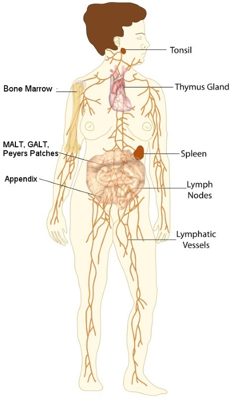 lymphatic-system
