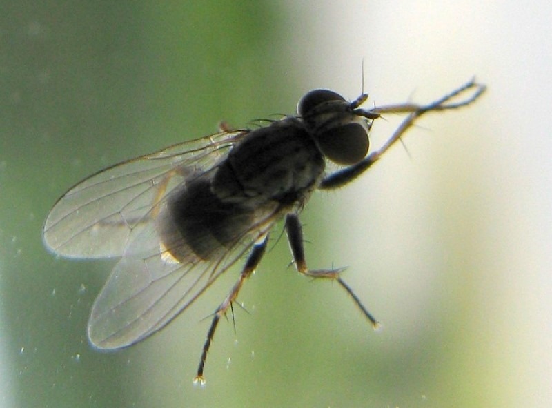 the-housefly