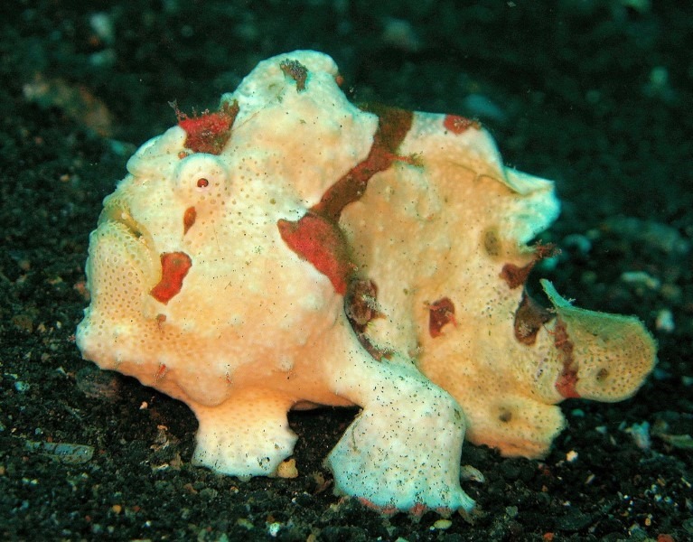 clown-frogfish