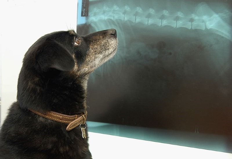 dog-xray