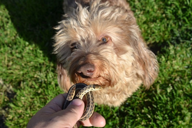 dog-and-snake