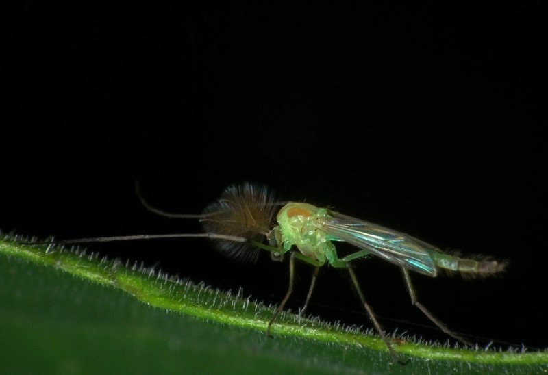 midge-adult