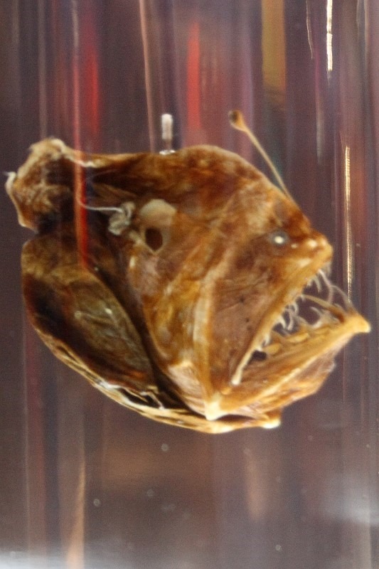 anglerfish
