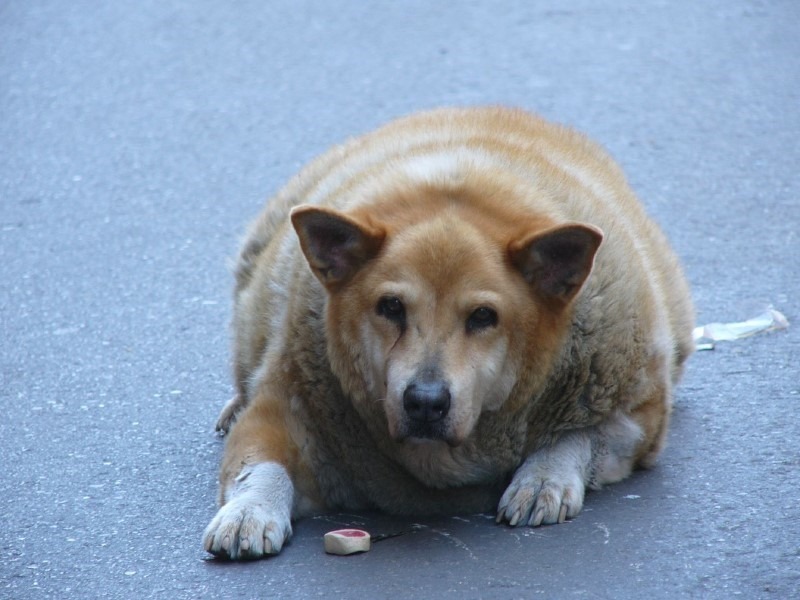 fat-dog
