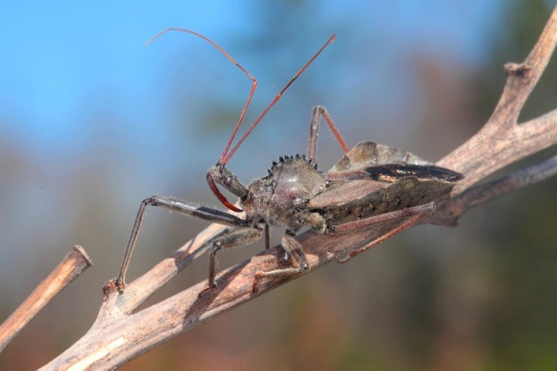 wheel-bug