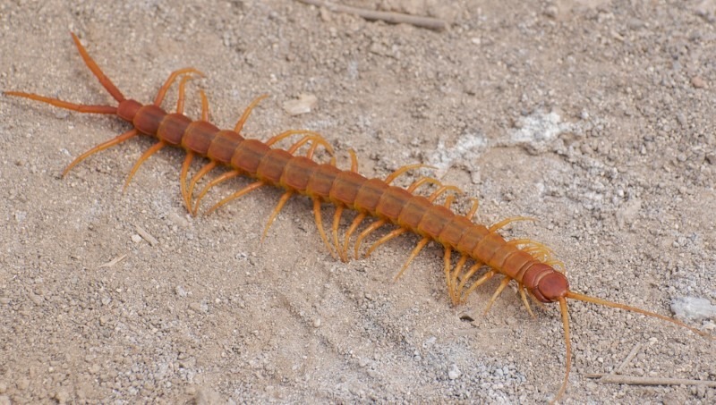 centipede-on-the-move