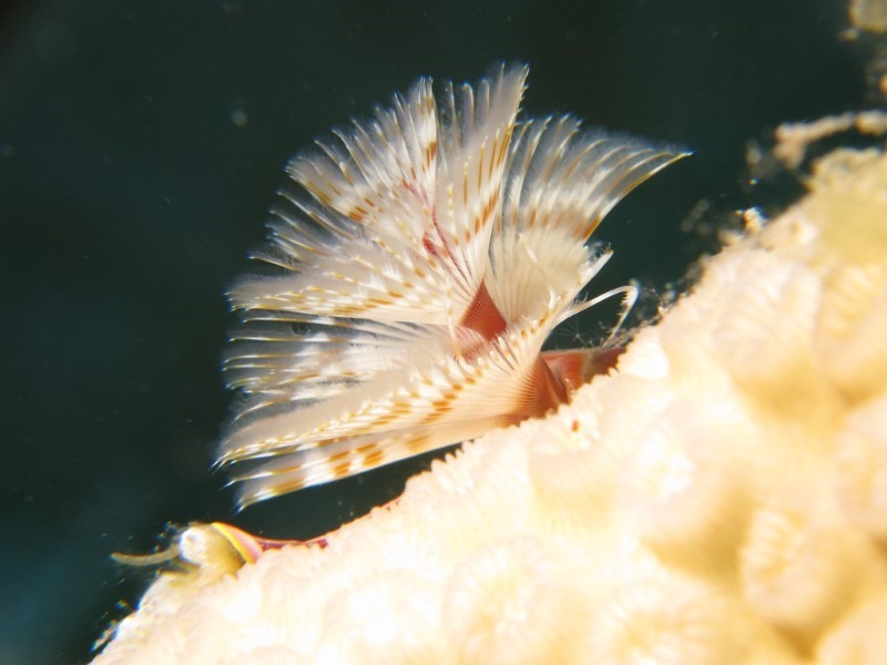 christmas-tree-worm