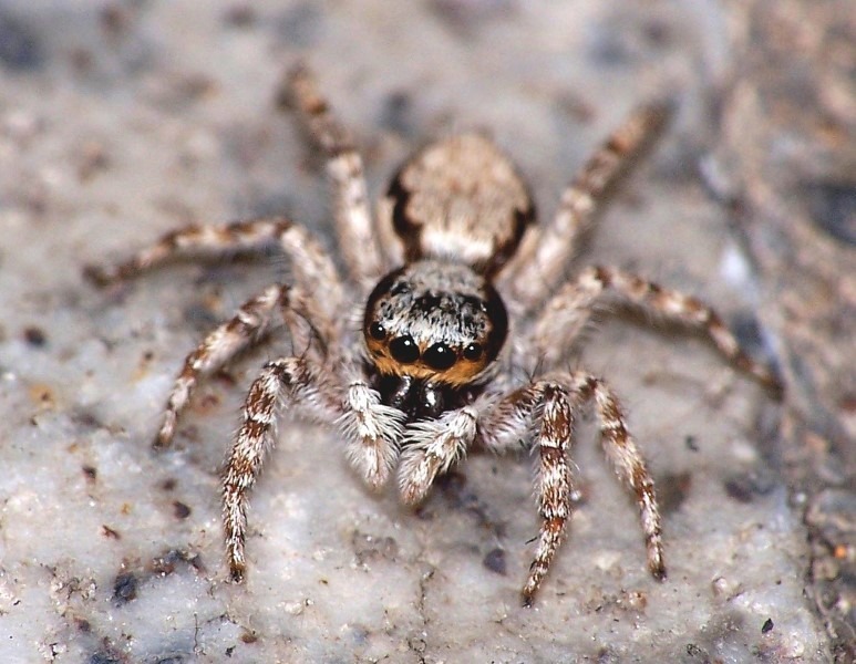 jumping-spider