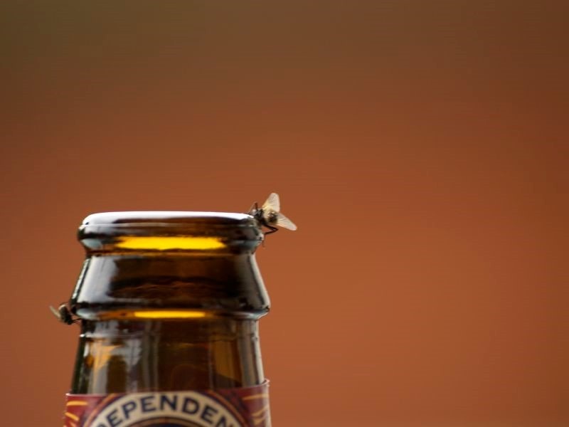 fly-likes-beer