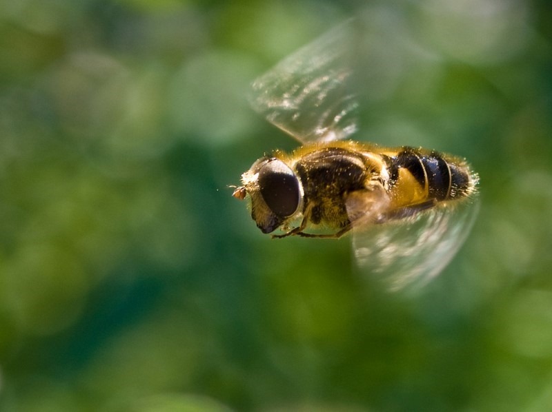 bee-on-the-wing