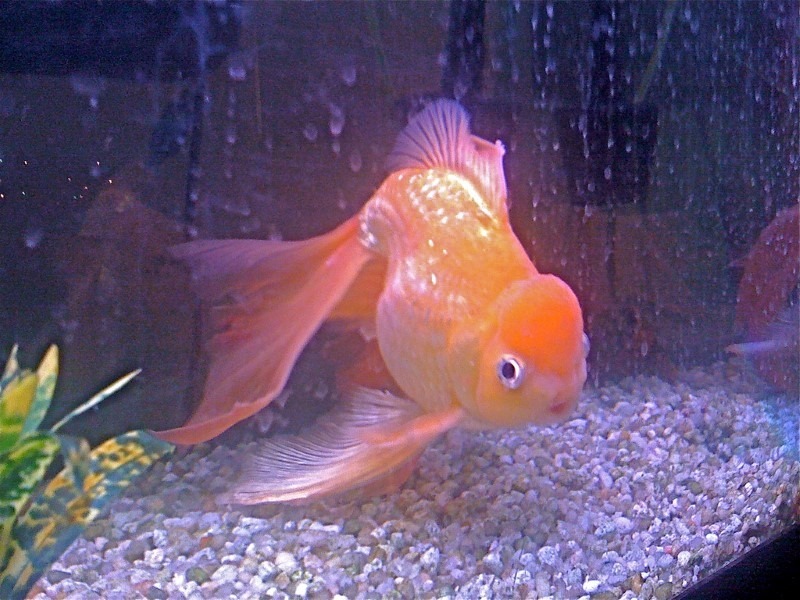 oranda-goldfish