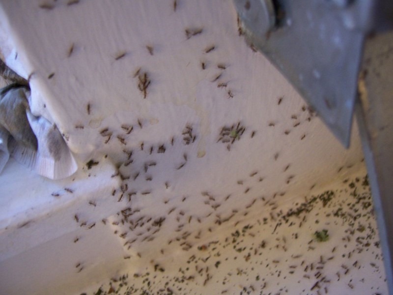 gathering-of-ants