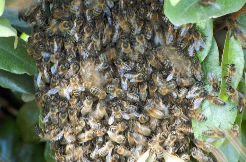 swarm-of-bees