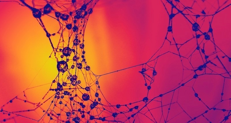 synapse