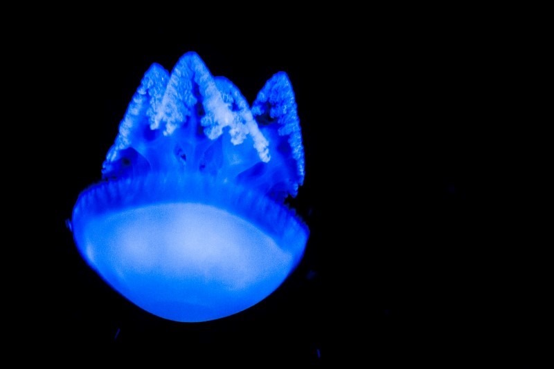 glowing-jellyfish