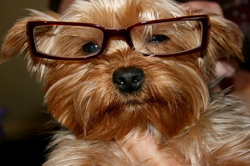 dog-with-glasses