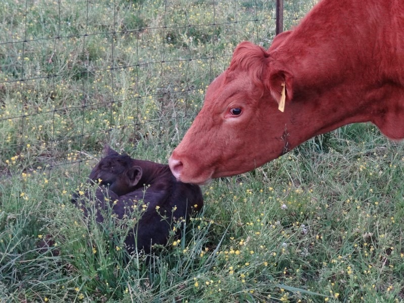 bovine-insurance-issues